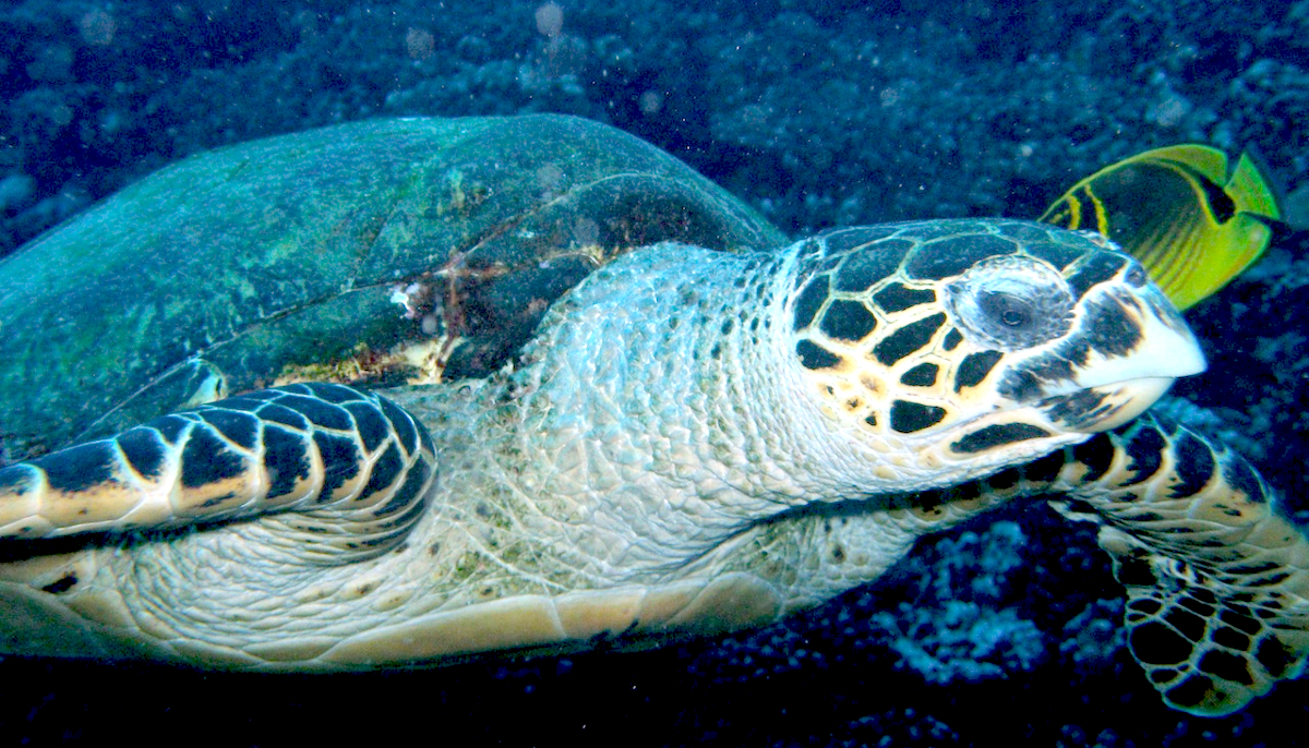 Hawksbill Turtle